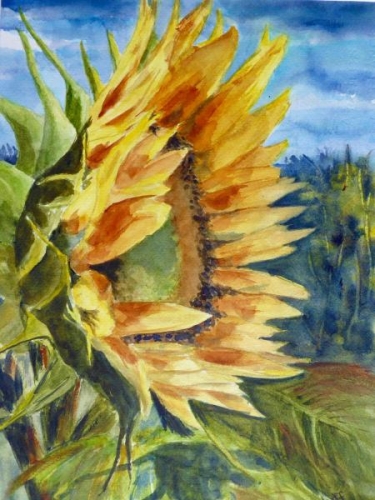 Sunflower! by Linda Bienhoff