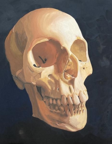Skull Study by Stephanie Van de Wetering