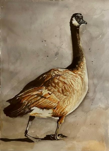 A Canadian Goose by Susan Hewitt